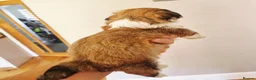 Lhasa Apso dogs for sale: Adorable Lhasa Apso Puppies  - Advert 23