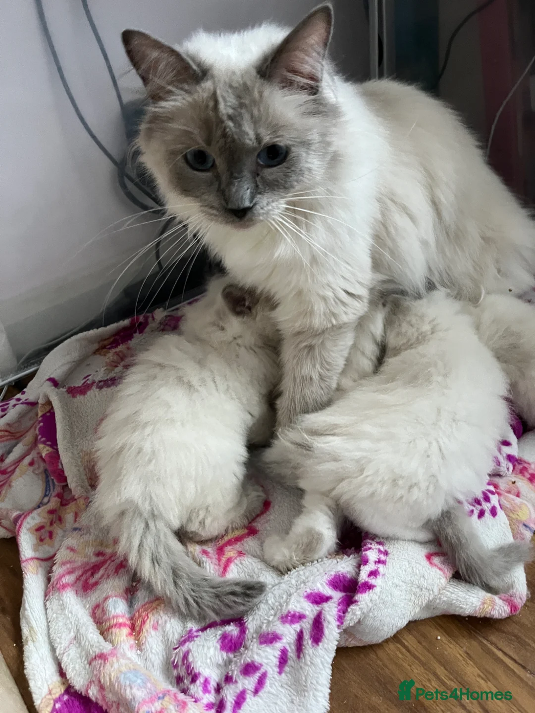 Ragdoll cats for sale: 🏅Beautiful GCCF champ blood ragdoll kittens🏅❤️ - Advert 15