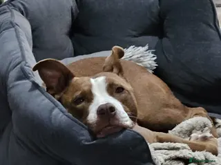 Mixed Breed dogs Urgent 🚨 HELP Home Needed in Hengoed - Advert 13