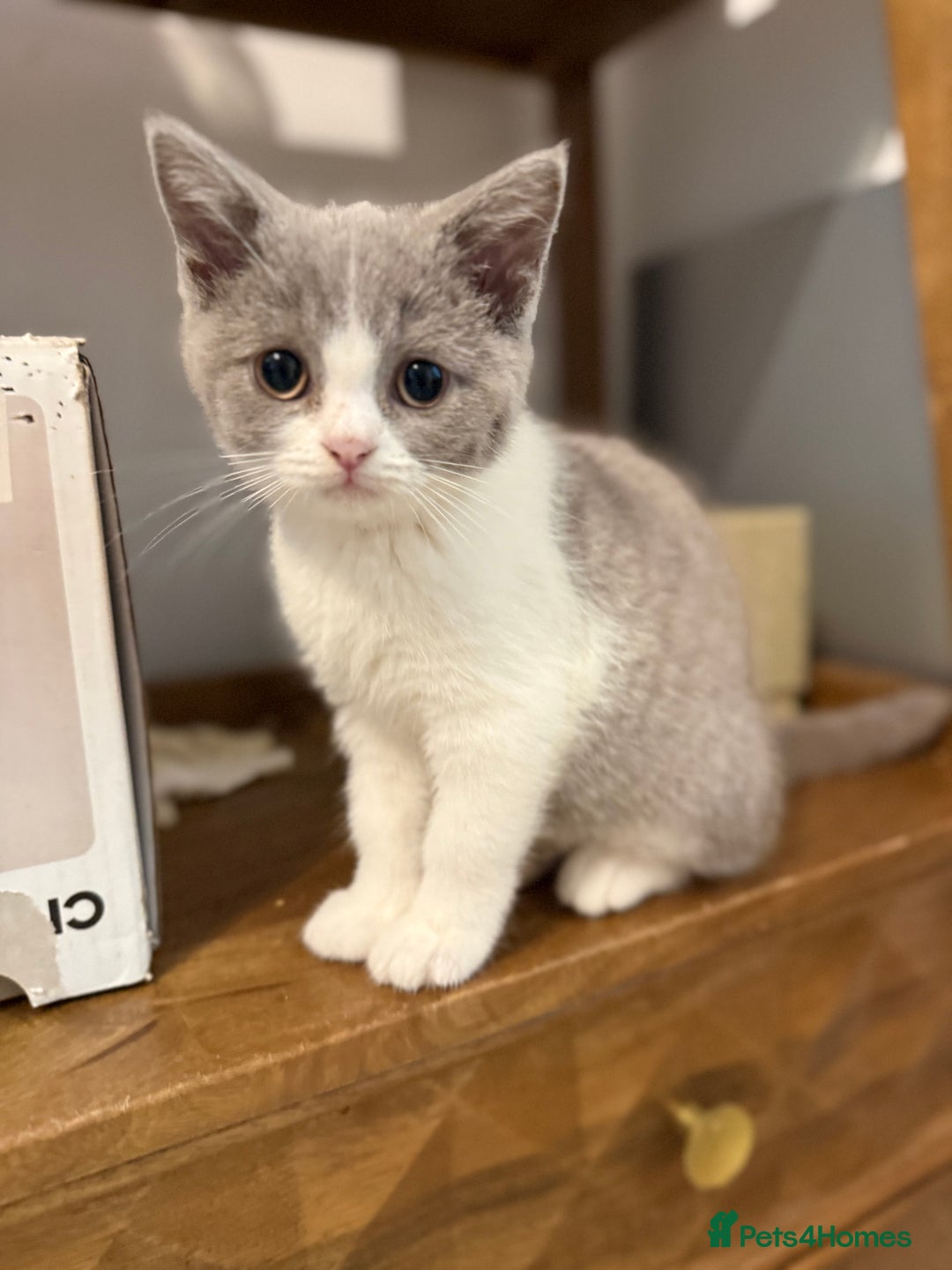 British Shorthair cats for sale: Top quality GCCF reg BSH grand champion lines - Image 21