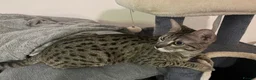 Savannah cats for sale: Gorgeous SBT female  - Advert 7