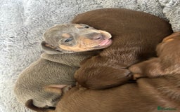 Miniature Dachshund dogs for sale: Miniature dachshund puppies - Image 1