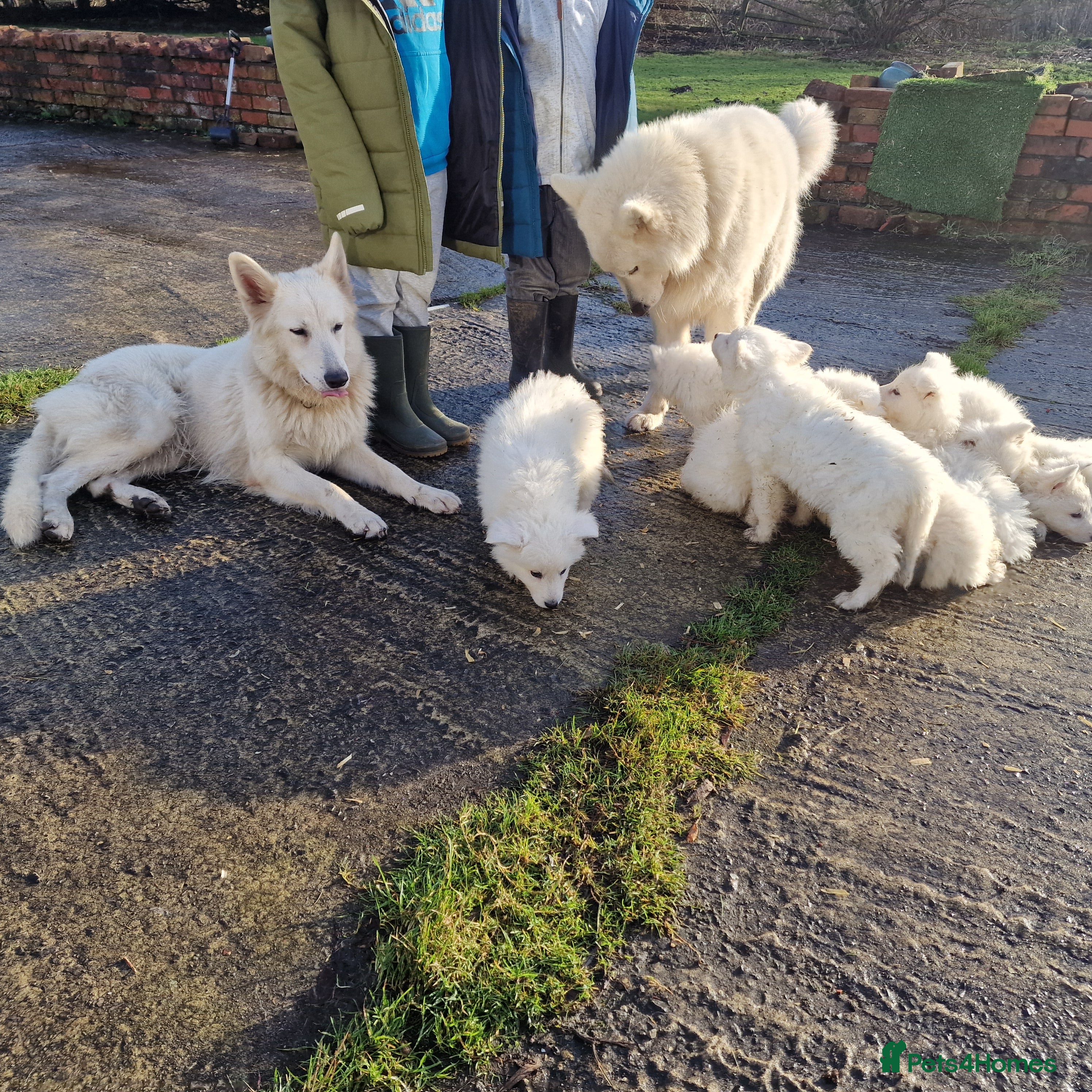 German Shepherd dogs KC White Long Hair Shepherd Pupp's– Champion Lines - Advert 5
