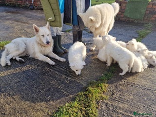 German Shepherd dogs KC White Long Hair Shepherd Pupp's– Champion Lines - Advert 5