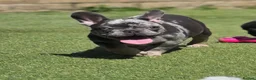 French Bulldog dogs for sale: REDUCED Stunning French Bulldog Pups  - Advert 26