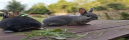 Netherland Dwarf rabbits for sale: Netherland dwarf (female) £100 each  - Advert 7