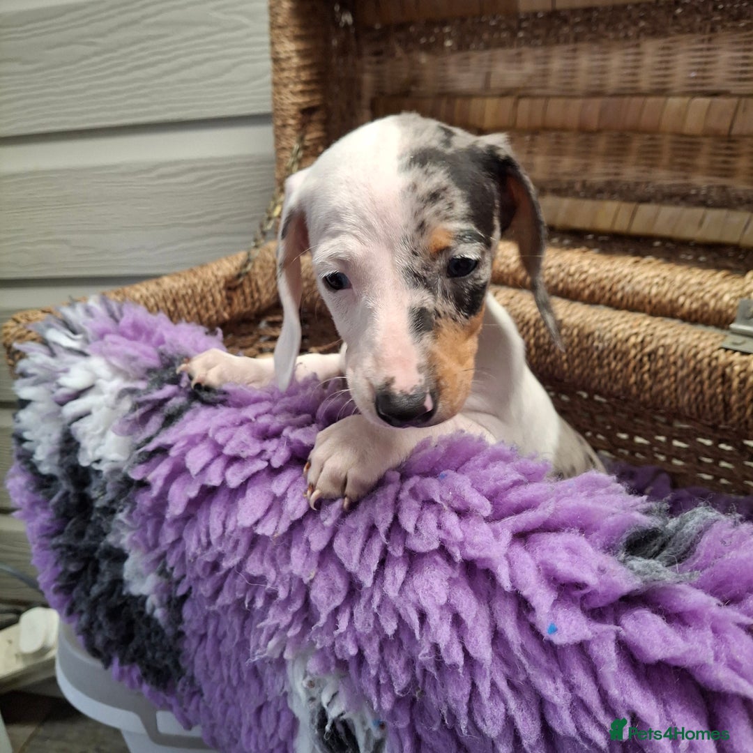 Dachshund dogs for sale: Minature Dachshund puppy,s - Image 6