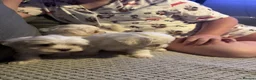 Maltese dogs for sale: Pure Bred Maltese Puppies for sale in London - Advert 3