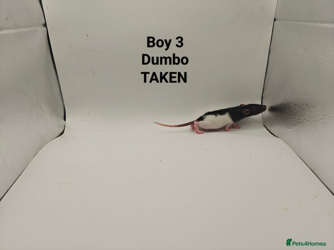Rat rodents for sale: DEC: 24 Rats (5 Rats: 3 Boys & 2 Girls Left) - Advert 3