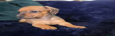 Mixed Breed Puppy 4