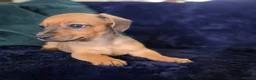 Mixed Breed dogs for sale: 5 beautiful doxipoo puppies for sale  in Helston - Advert 12