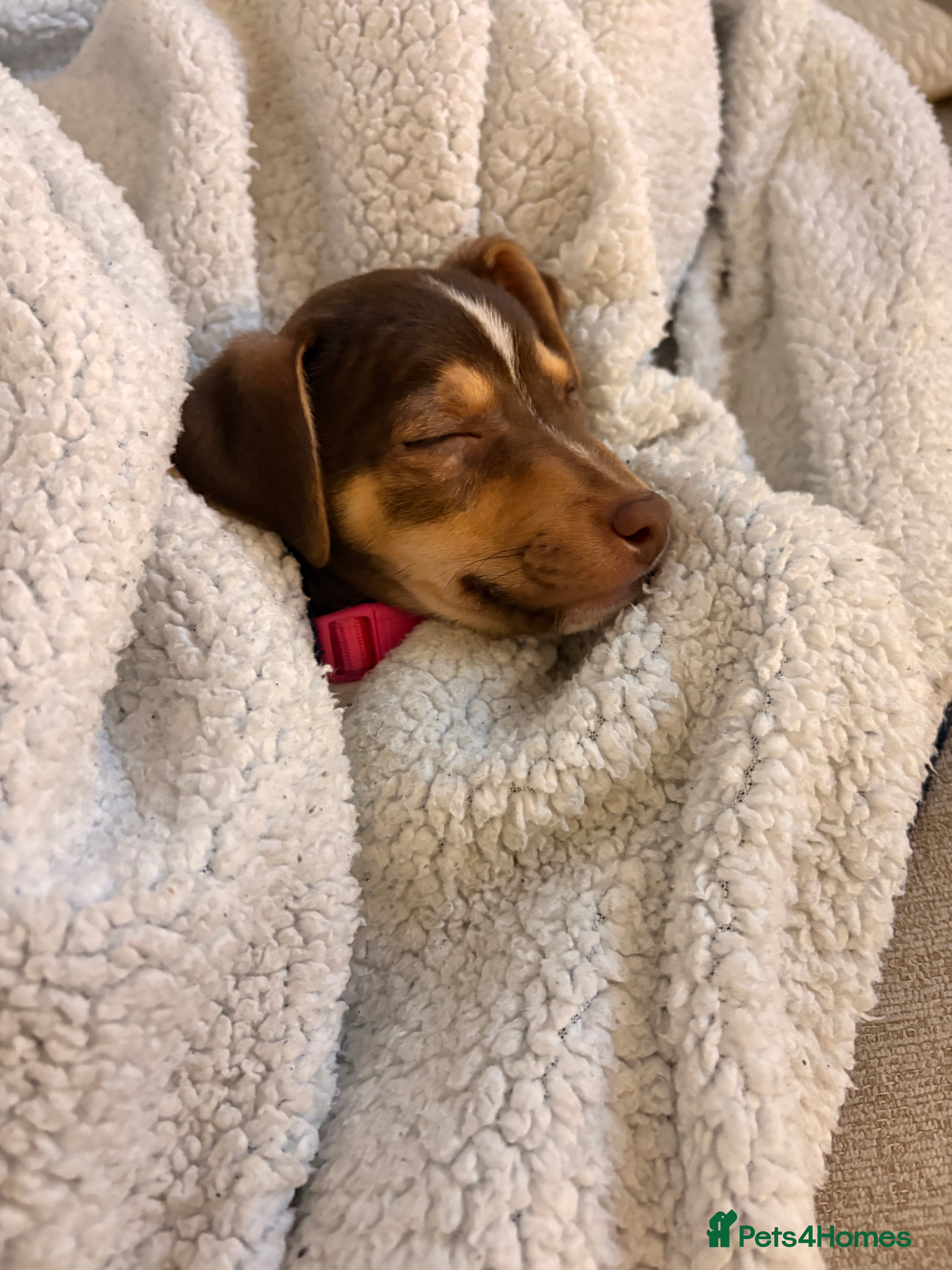 Jack Russell dogs Jack Russell Puppy female - Advert 10