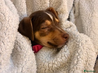 Jack Russell dogs Jack Russell Puppy female - Advert 7