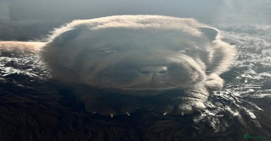 Mixed Breed dogs ChowPei Pups  - Advert 9