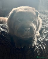 Mixed Breed dogs ChowPei Pups - Advert 9