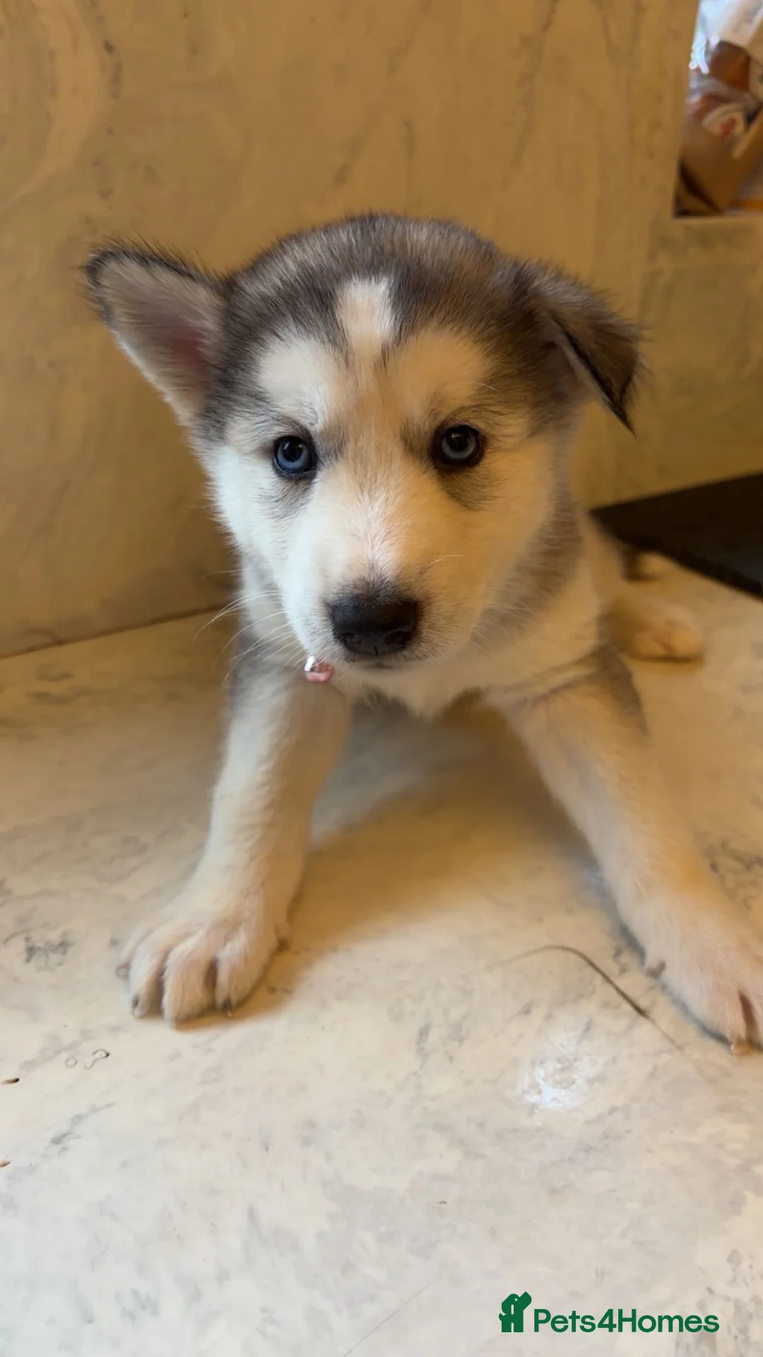 Northern Inuit dogs for sale: Northern Innuit puppies for sale  - Advert 28