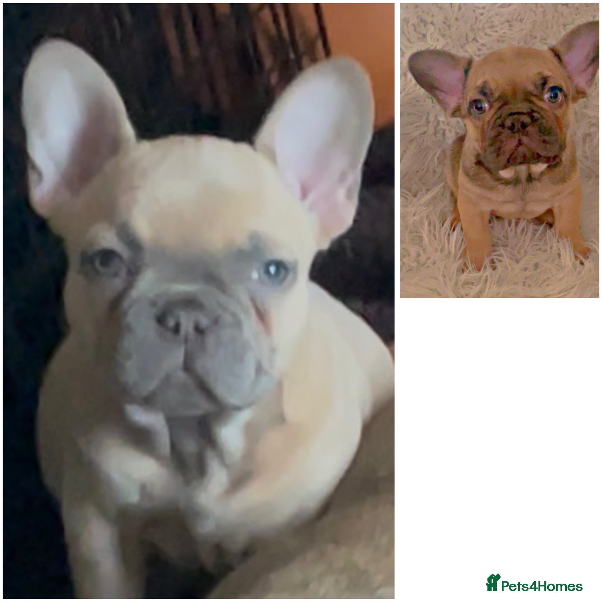 French Bulldog dogs Ready to go…..2 KC registered Male French Bulldogs - Advert 1