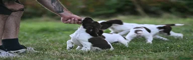 English Springer Spaniel 1