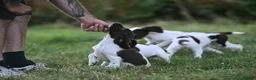 English Springer Spaniel dogs for sale: Springer Spaniel 13 weeks  - Advert 2