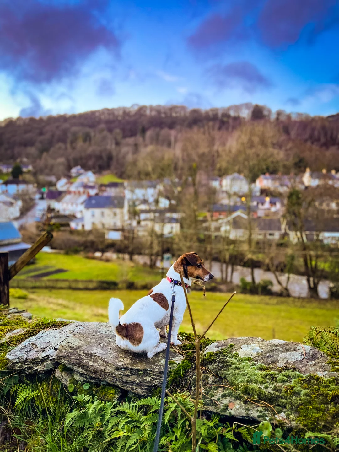 Jack Russell dogs for stud: Jack Russel For stud in Liverpool - Advert 2