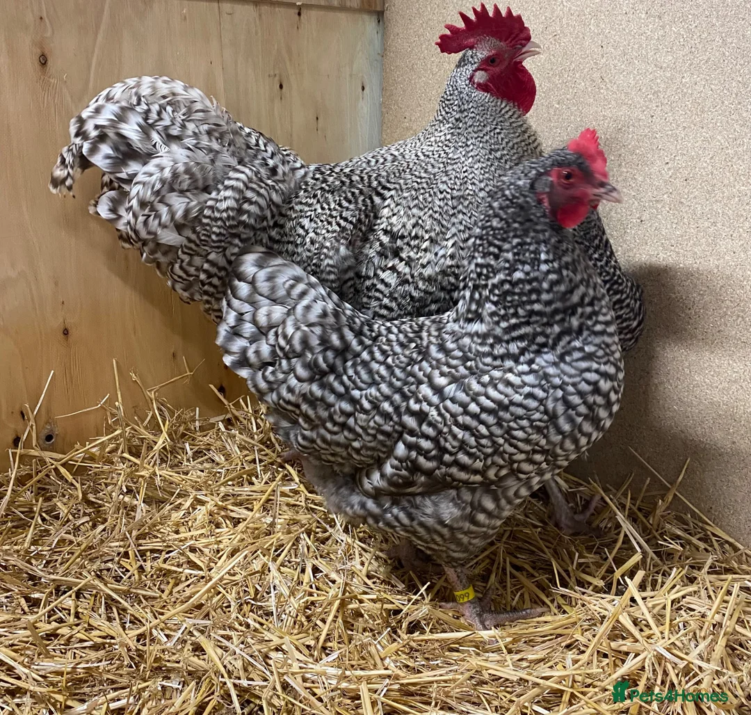 Chickens poultry for sale: North Holland Blue  - Advert 2