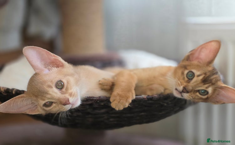 Abyssinian cats - Advert 1
