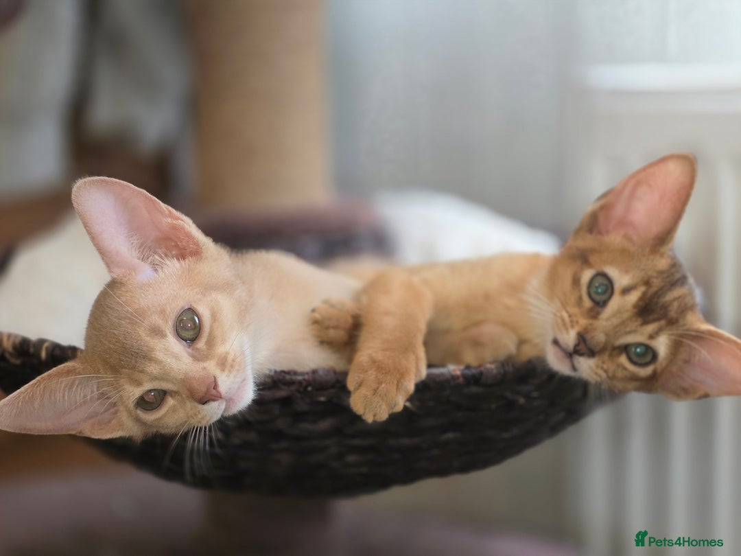 Abyssinian cats for sale: Beautiful Aby  kitten from Champions line - Image 1