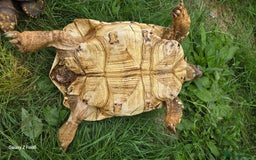 Tortoise reptiles for sale: Leopard, red and yellow foot tortoise  - Image 16