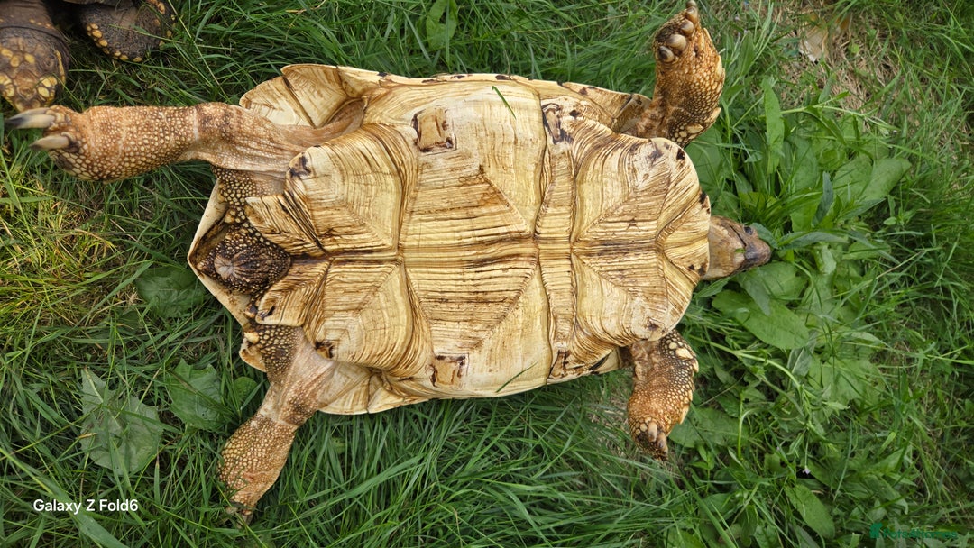 Tortoise reptiles for sale: Leopard, red and yellow foot tortoise  - Image 16