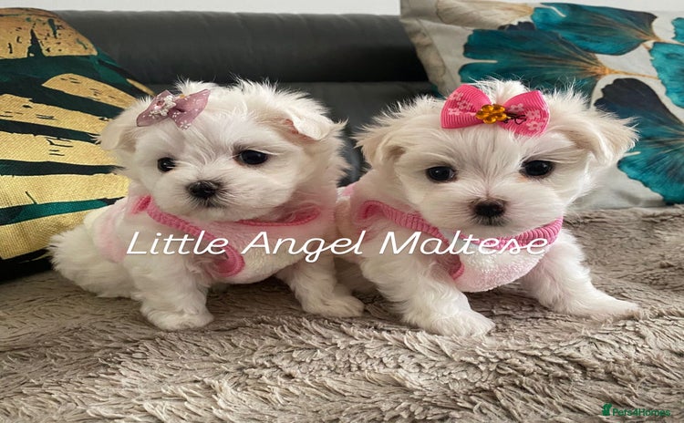 Maltese dogs ✨ Outstanding KC half-Korean Maltese Puppies ✨ - Advert 3
