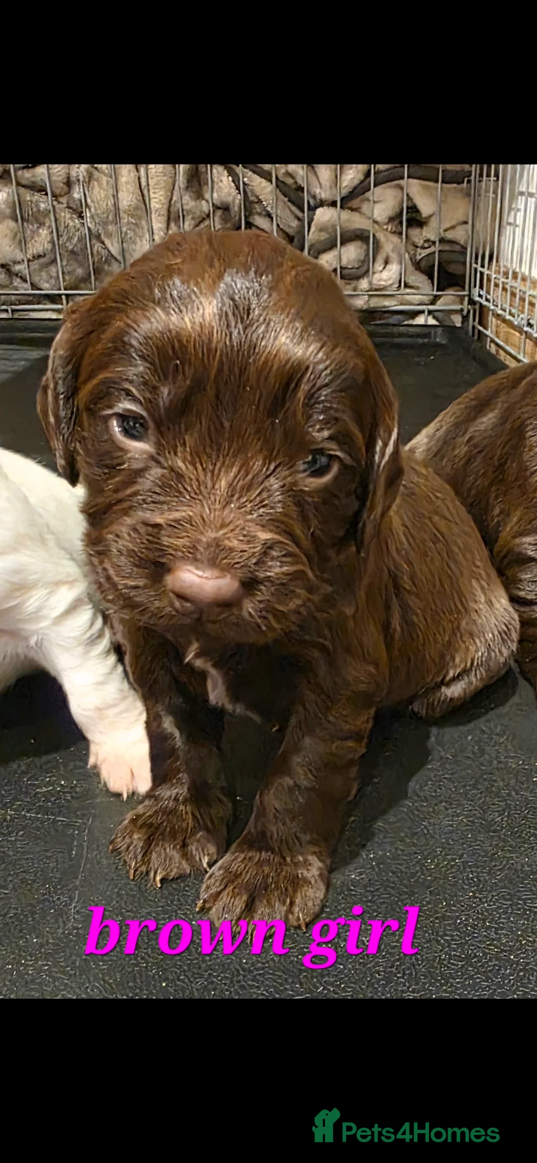 Sprocker dogs for sale: Sporker puppies  - Advert 13