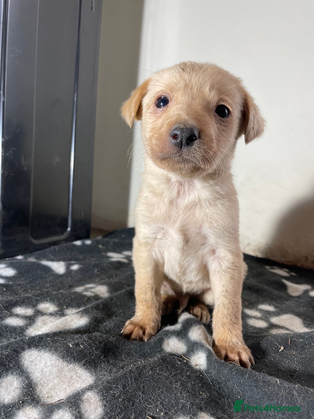 Labrador Retriever dogs for sale: Stunning chunky Labrador pups  - Advert 17