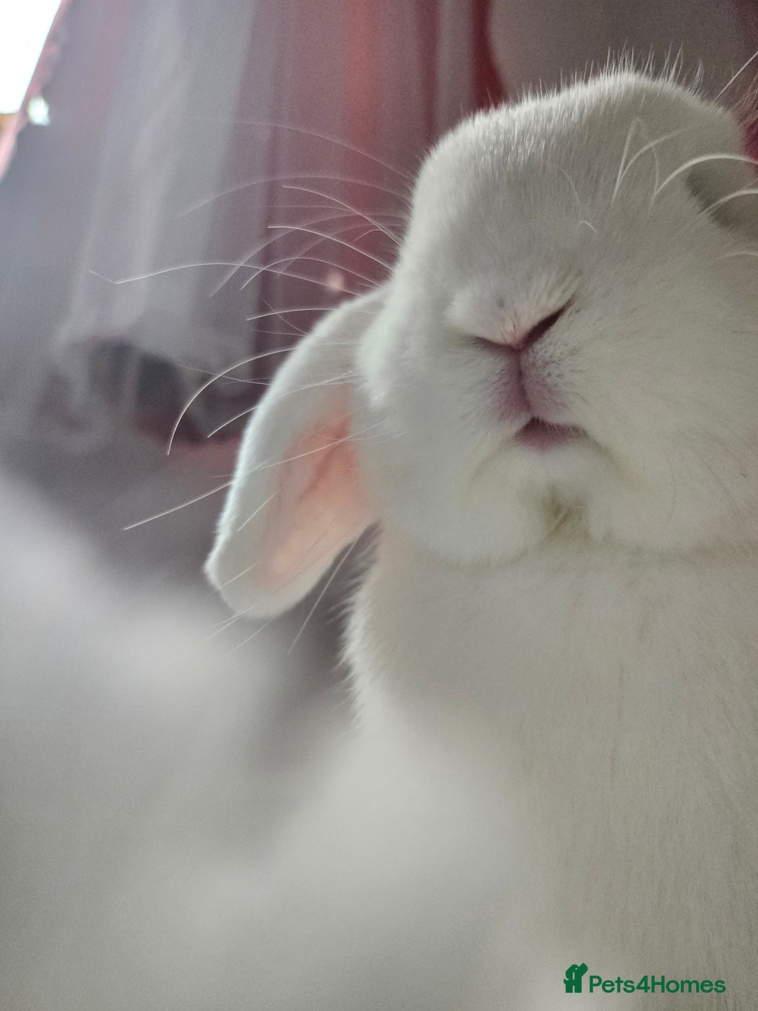 Mini Lop rabbits for sale: Neutered minilop male  - Advert 2