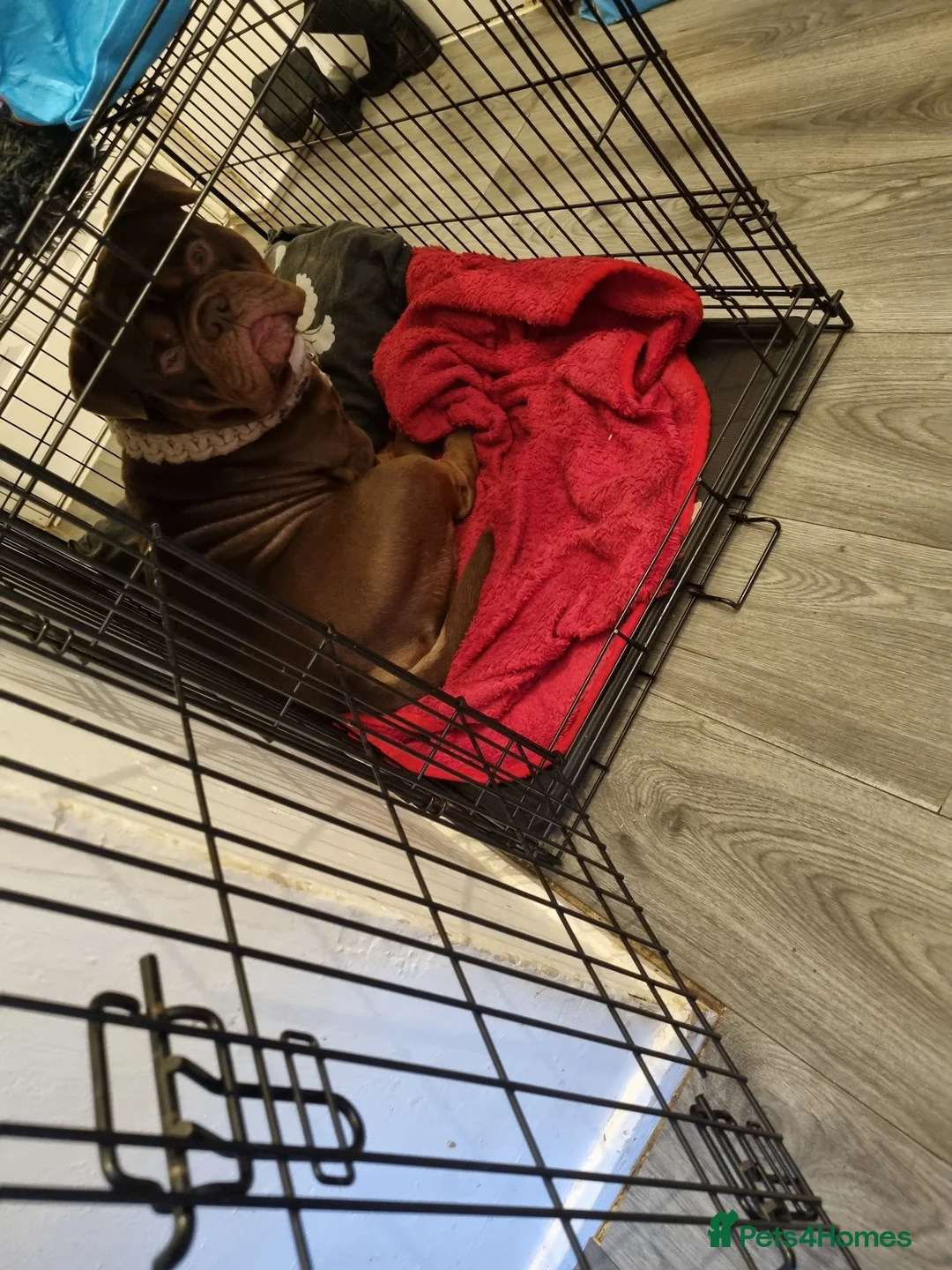 American Bully dogs for sale: American Exotic Bully male  - Advert 2