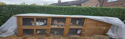 Mixed Breed rabbits for sale: 2 rabbits one white and black one gingerer in Nottingham - Advert 7