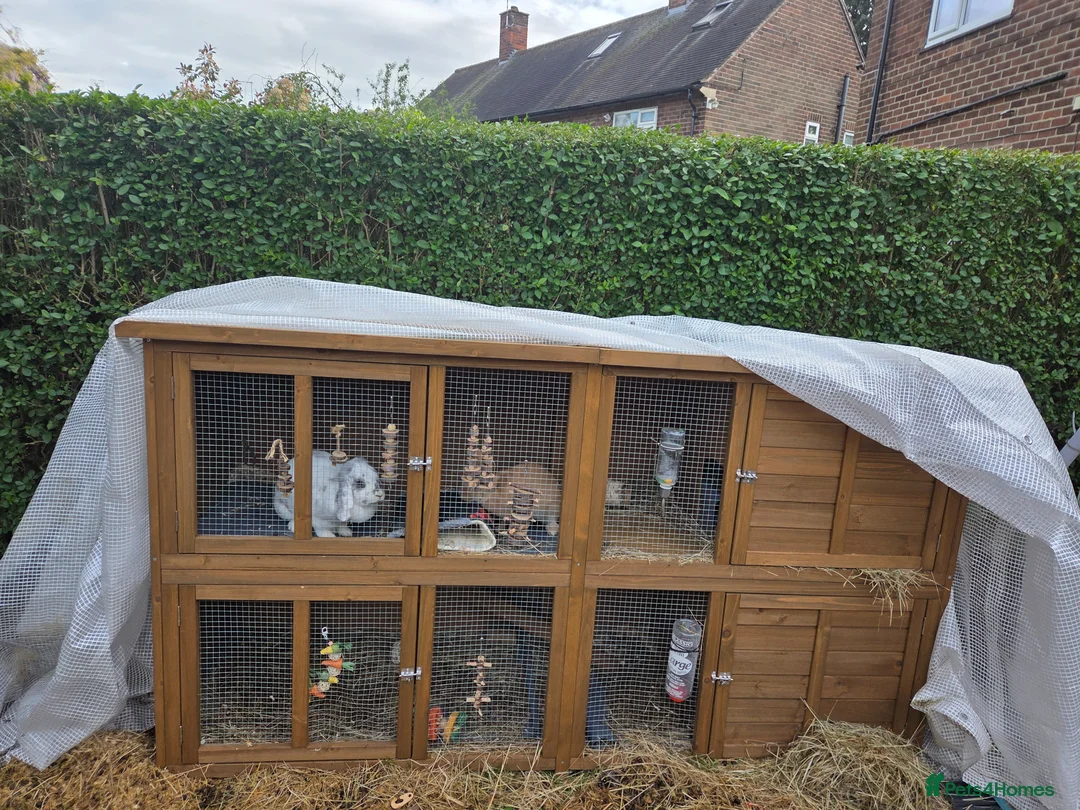 Mixed Breed rabbits for sale: 2 rabbits one white and black one gingerer in Nottingham - Advert 7