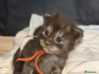 Maine Coon cats TICA Registered Maine Coon Kittens - Advert 4