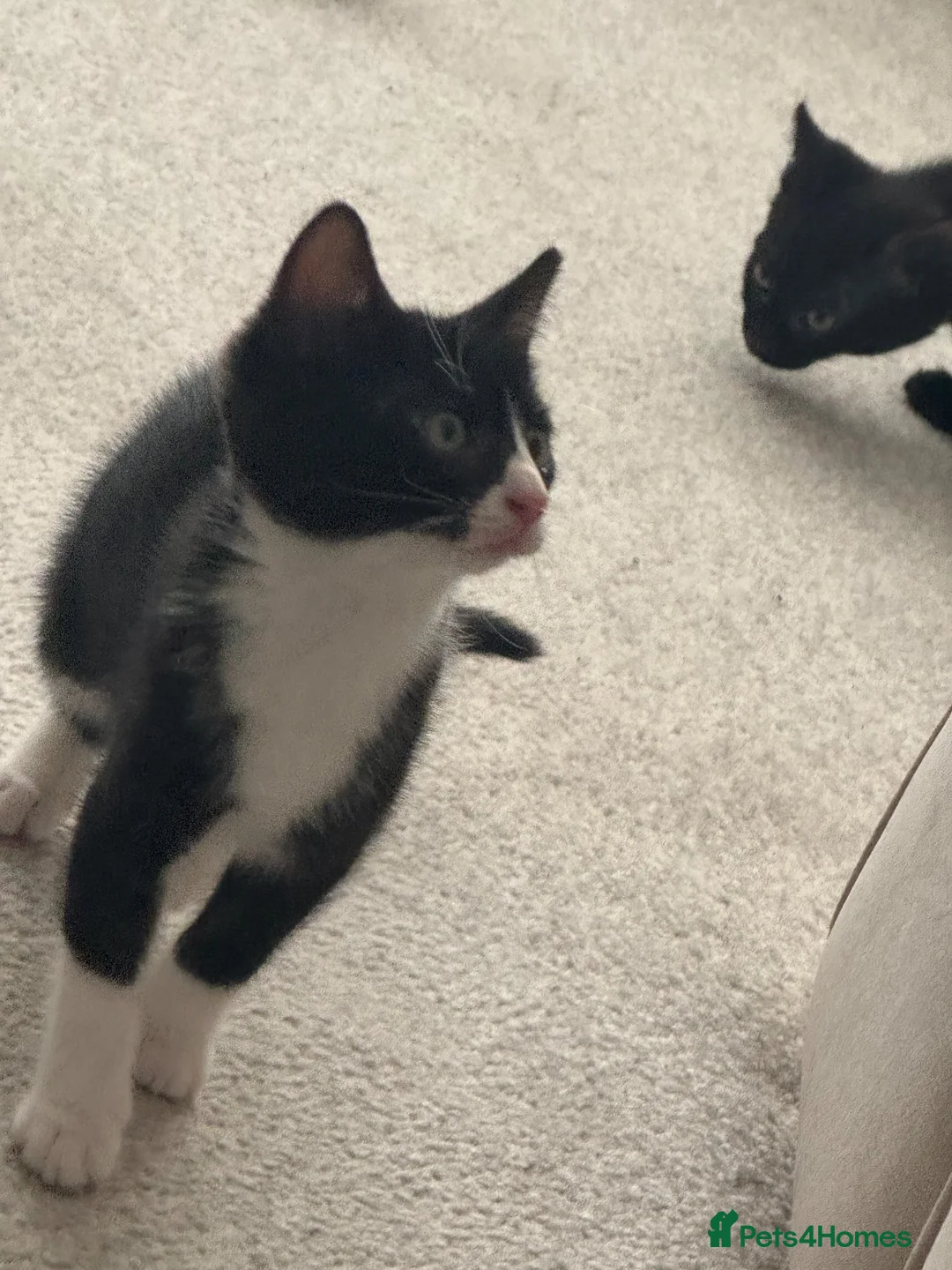 Mixed Breed cats for sale: Bengal mix - Advert 12