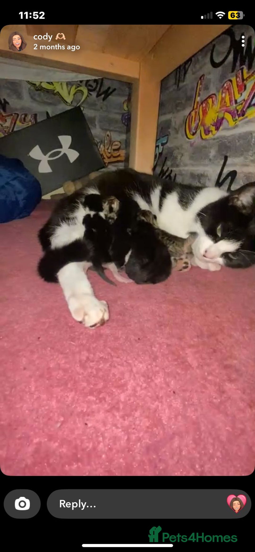 Mixed Breed cats for sale: Active kittens  - Image 6