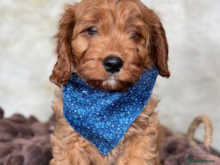 Cavapoo dogs DNA tested F1 Cavapoo puppies - Advert 4