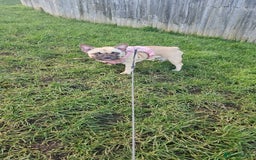 French Bulldog dogs for sale: 2 years old Lola looking for home forever  - Image 5