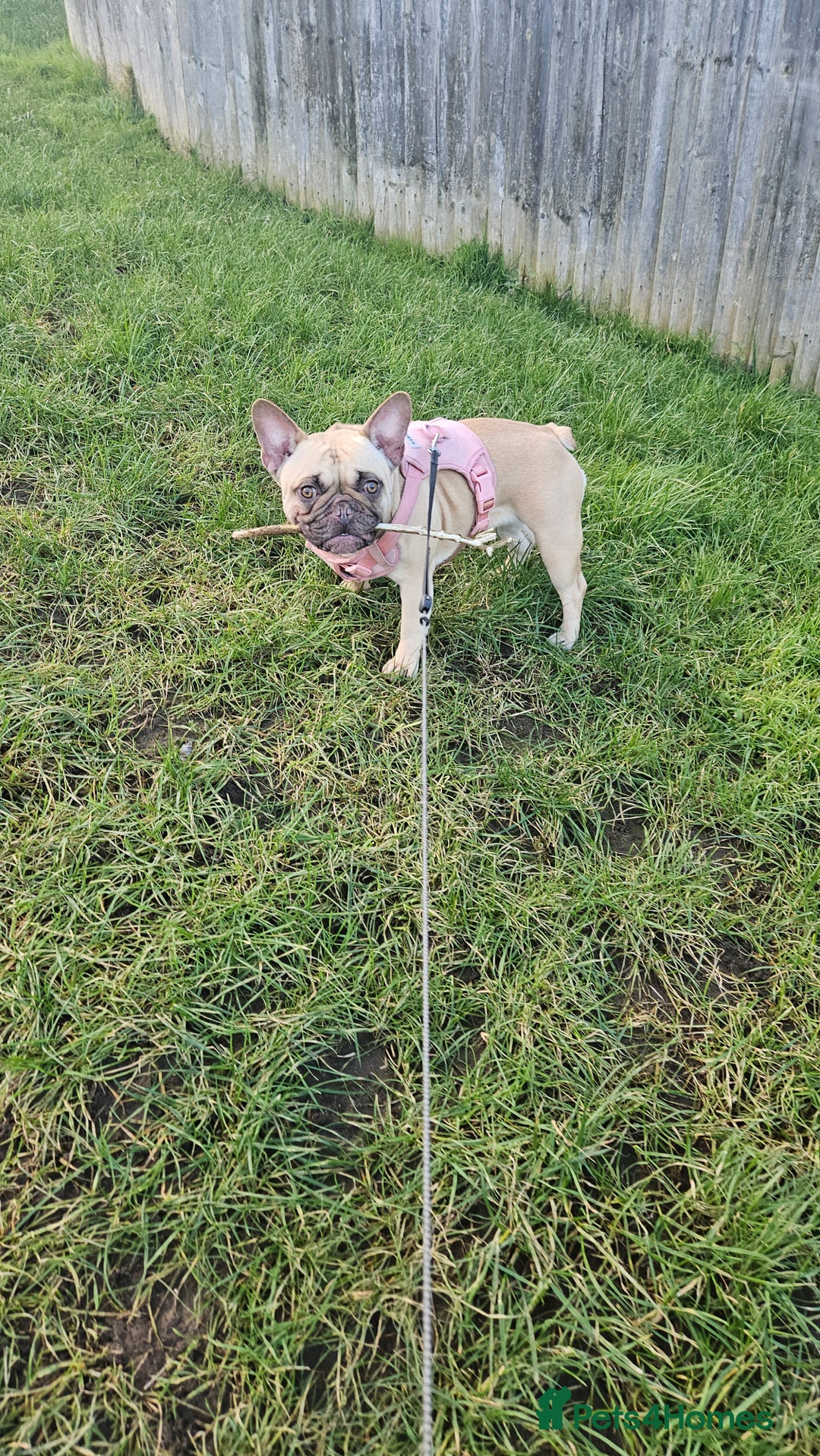 French Bulldog dogs for sale: 2 years old Lola looking for home forever  - Image 5