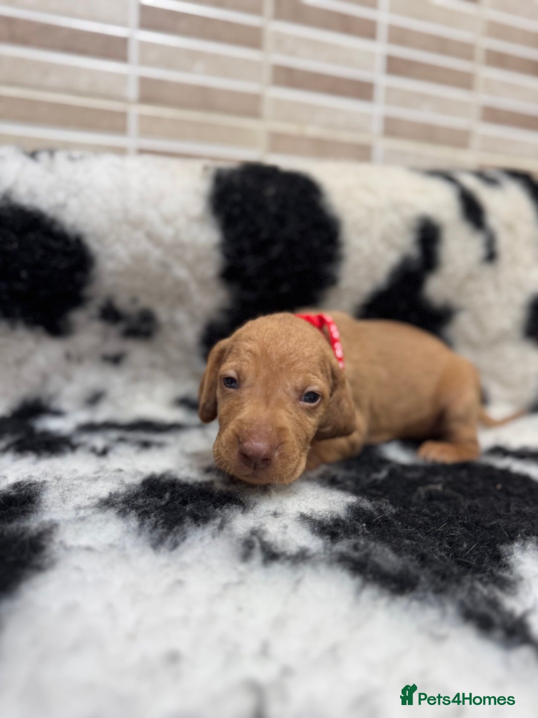 Hungarian Vizsla dogs for sale: 10 Hungarian Vizsla puppies - 6 boys & 4 girls - Image 10