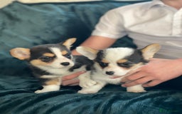 Welsh Corgi Pembroke dogs for sale: Beautiful Welsh Corgi Pembroke girls  - Advert 4