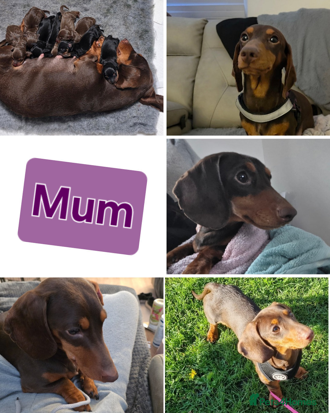 Miniature Dachshund dogs Miniature Dachshund Puppies last 2 girls  - Advert 2