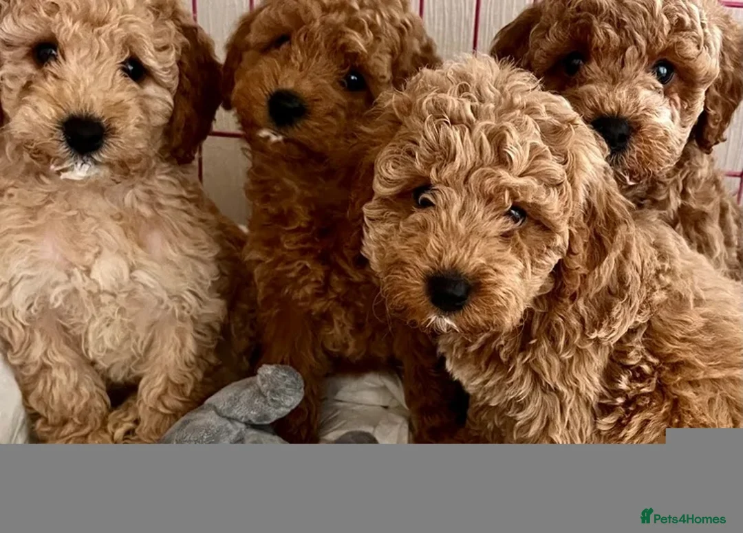 Poodle dogs for sale: Adorable poodle pops  - Advert 5