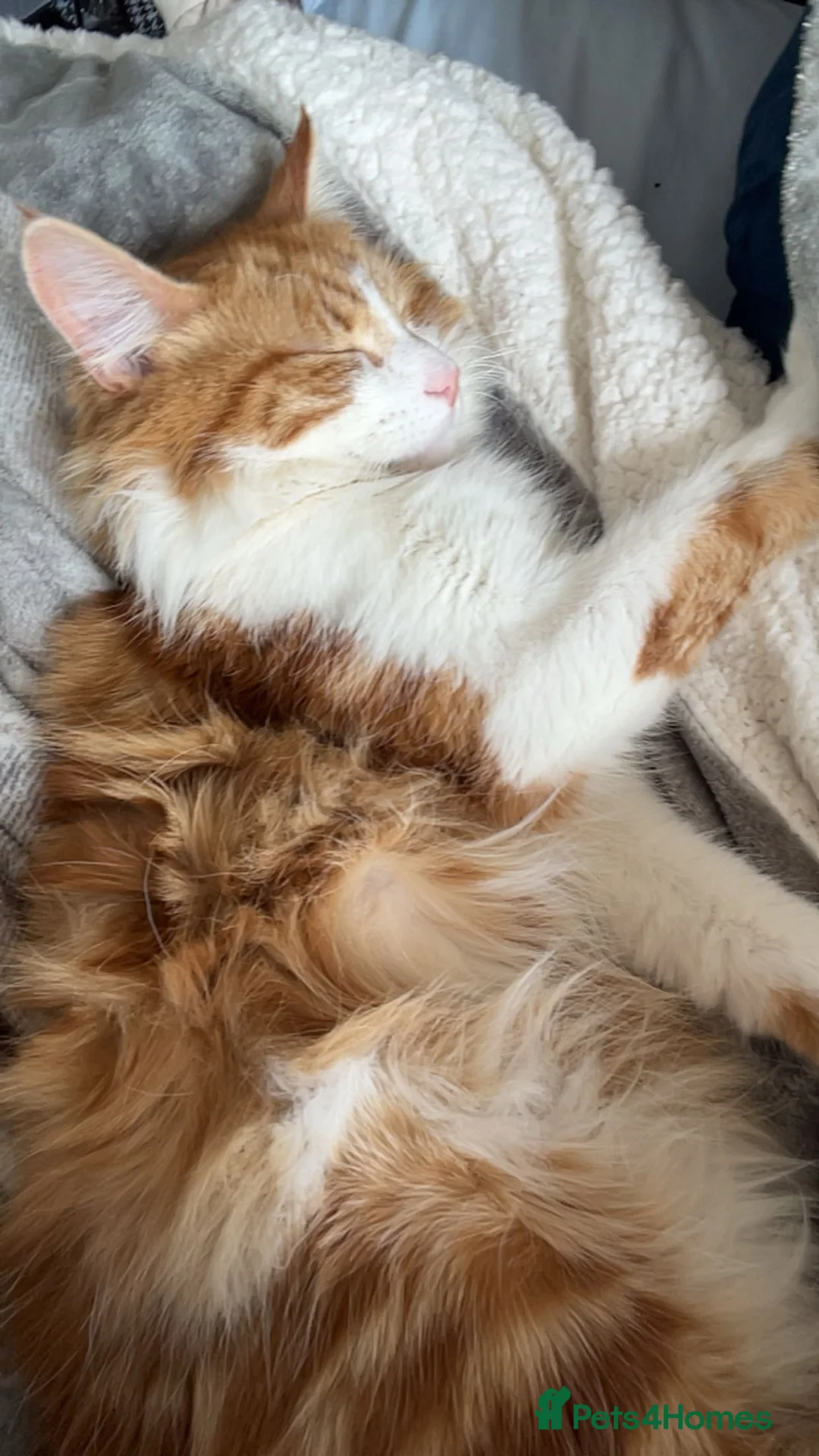 Mixed Breed cats for sale: Half Maine coon kittens calico  - Advert 3