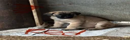 Anatolian Shepherd dogs for sale: Beautiful litter 5 girls left  - Advert 30