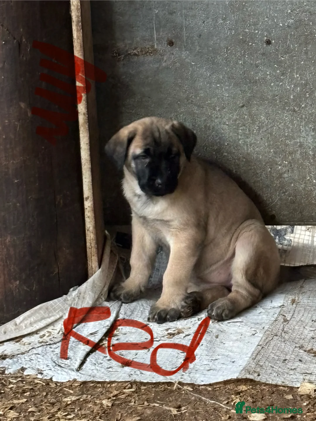 Anatolian Shepherd dogs for sale: Beautiful litter 5 girls left  - Advert 30