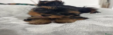 Yorkshire Terrier 1